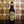 Load image into Gallery viewer, Davenports Gold 12 x 500ml
